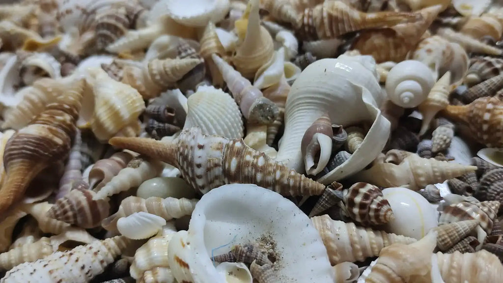 Real sea shell mix 100 grm