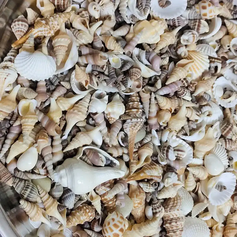 Real sea shell mix 100 grm