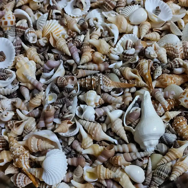 Real sea shell mix 100 grm