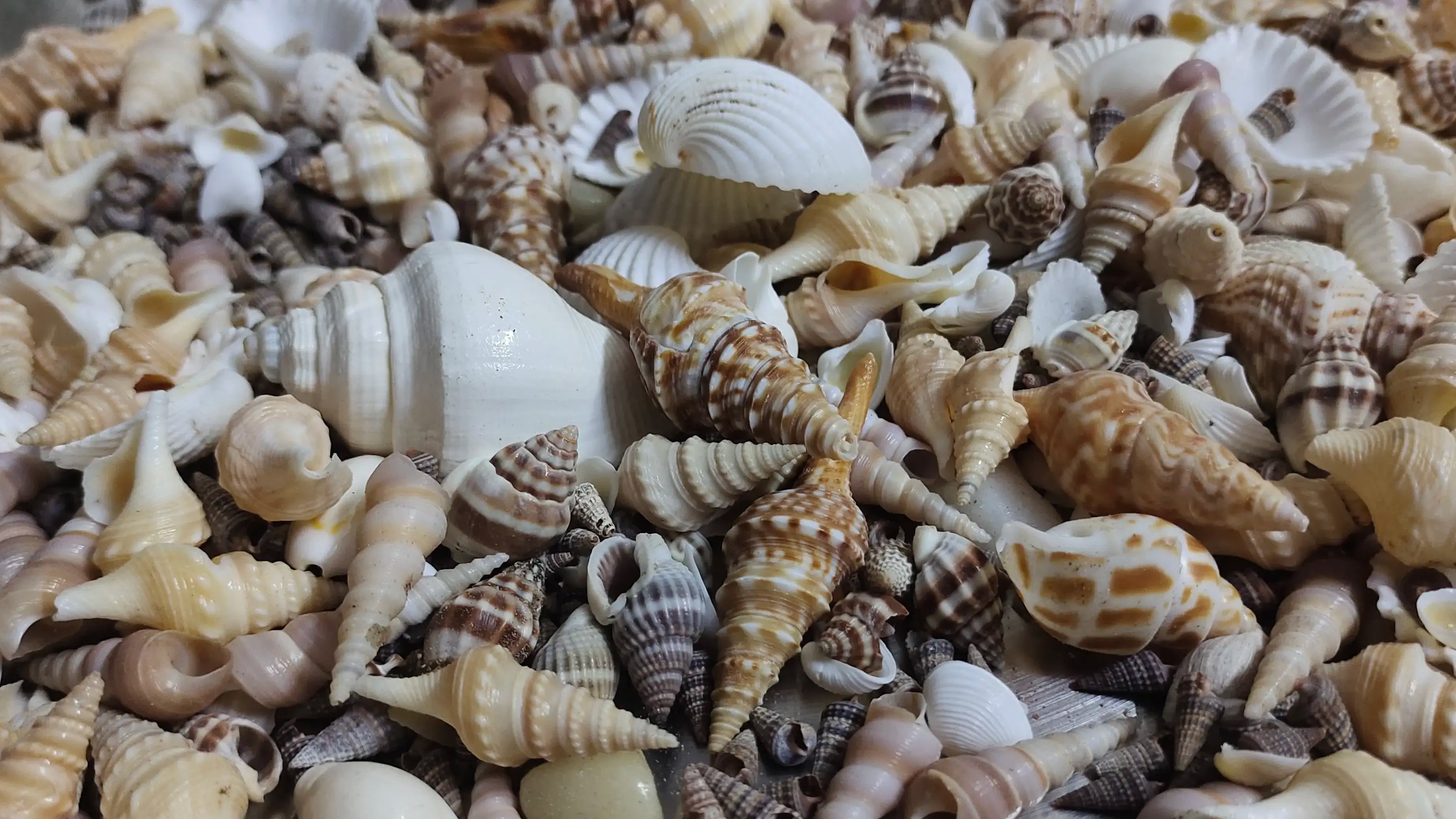 Real sea shell mix 100 grm
