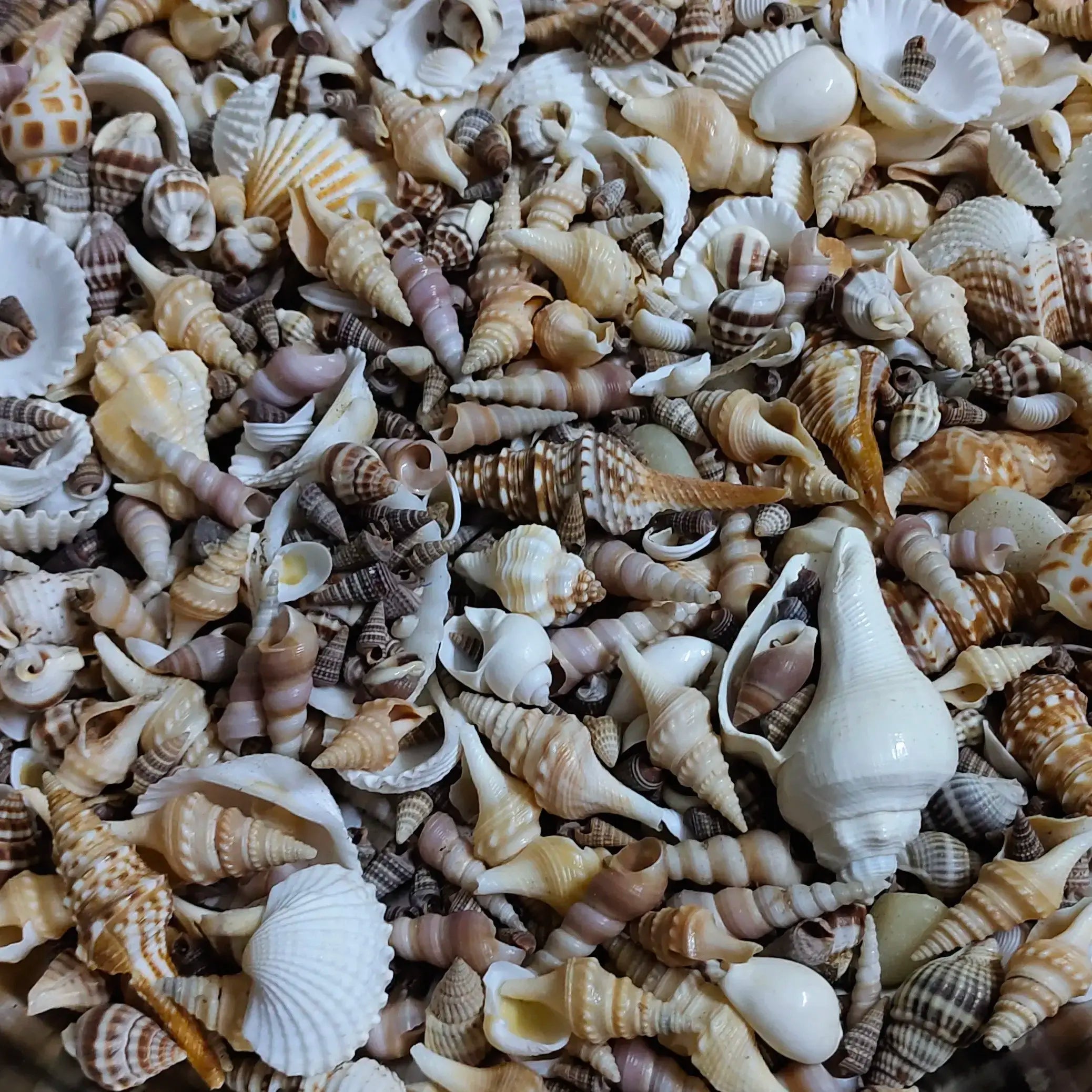 Real sea shell mix 100 grm