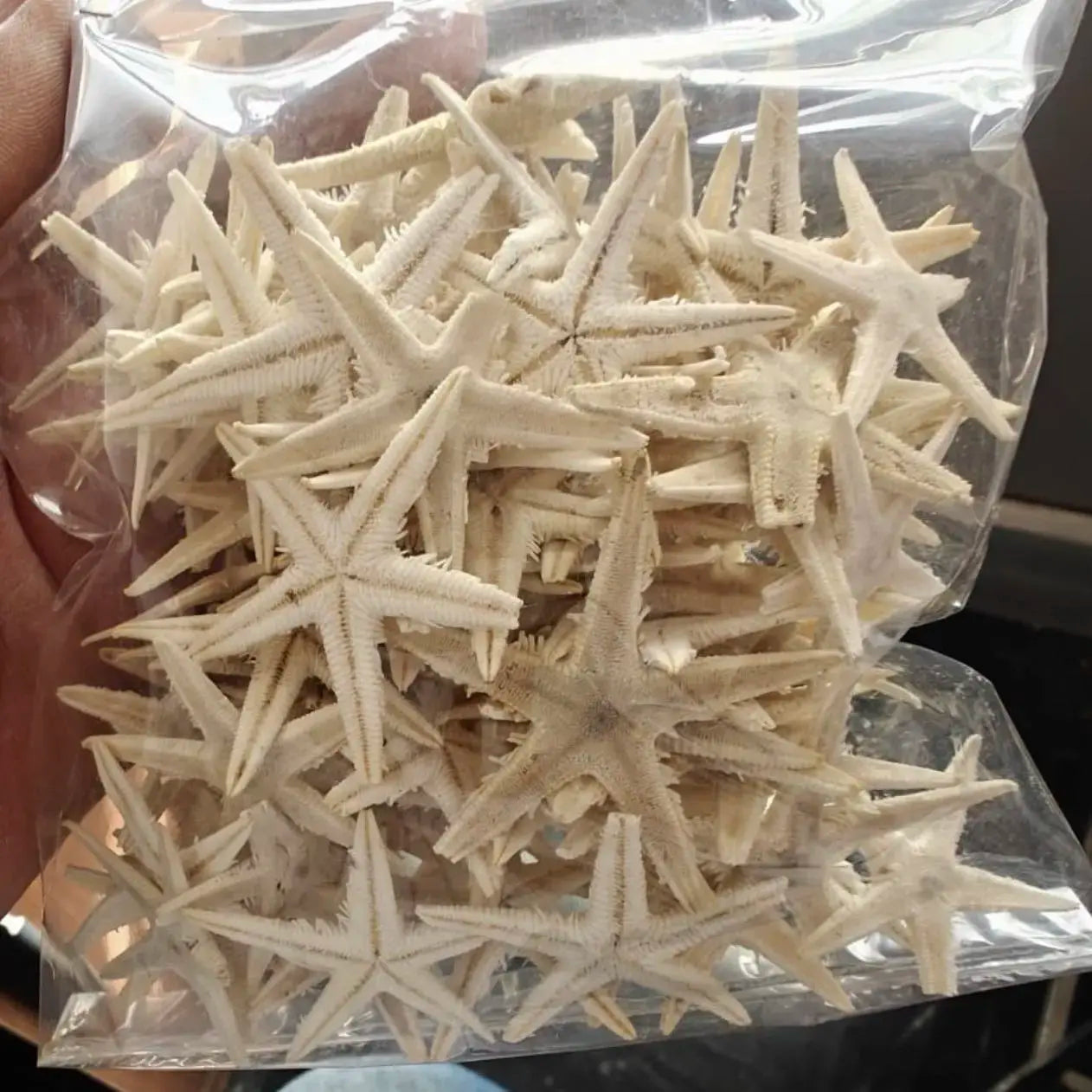 1-3 inch real starfish shell 5 pc