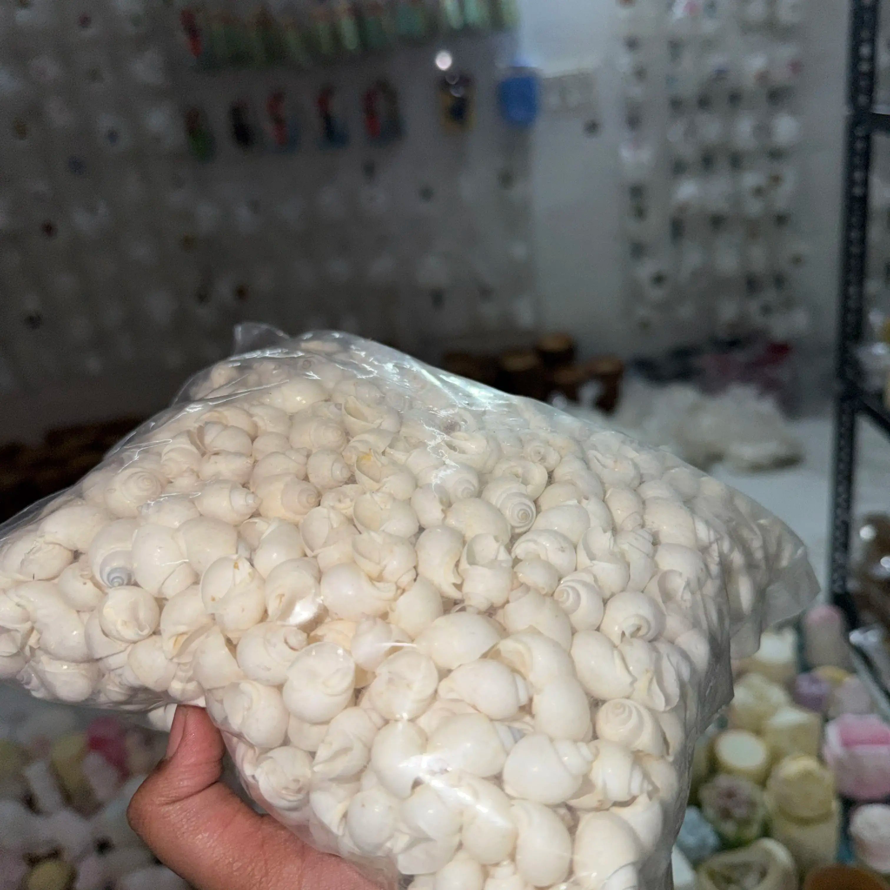 100 grm white shell for candle decoration